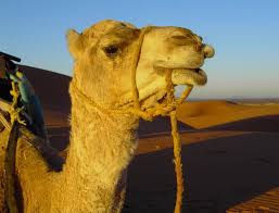 Camel is no more the creature communities of small cities. Top 10 Amazingly Adaptive Sahara Desert Animals The Mysterious World