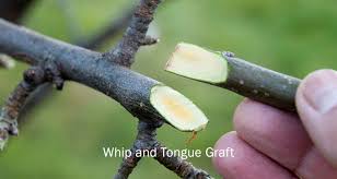Grafting as a means of propagating fruit trees dates back several thousand years or more. What Are Grafts In Plants Grafting Methods Examples