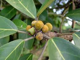 Image result for Ficus lutea