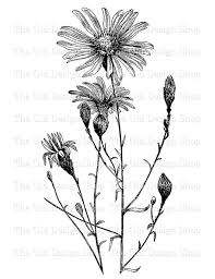 Flower Clip Art Vintage Printable Aster Turbunellus Floral Etsy In 2020 Clip Art Vintage Aster Flower Tattoos Flower Illustration