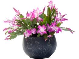 With holiday cactus, you can use any good houseplant fertilizer in a half dose solution. Christmas Cactus Schlumbergera Hybrids Mygarden Com