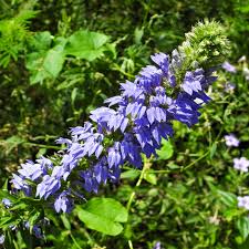 Image result for lobelia
