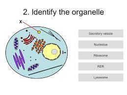 We did not find results for: Cell Structure And Function Use The Information In The Next Slide To Complete Worksheet 1 Label The Animal Cell And Worksheet 2 Structure And Function Ppt Download