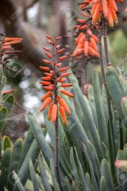 Maybe you would like to learn more about one of these? Aloe Plant In Bloom Spectacular Tall Bright Orange Tubular Flower Spikes Of An Aloe Succulent Species In Bloom Are Decorative And Long Lasting Stock Photo Picture And Royalty Free Image Image 123310298