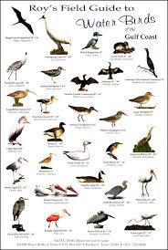 Garden Birds Of South Africa Pictures And Names Wbirds1big Jpg 604 896 Pixels Wild Birds Unlimited Pet Birds Birds