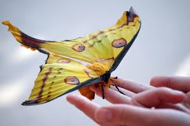 A Rare Comet Moth Also Known As A Madagascan Moon Moth Emerged From Its Cocoon Last Week At The Peggy Notebaert Nature Museum Moth Moon Moth Nature Museum