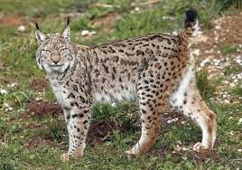 Copyrights © 2012 lynx auto. Ø§Ù„ÙˆØ´Ù‚ Ø§Ù„Ù…Ø­Ù„ÙŠØ© Ù‡ÙŠ Ø§Ù„Ù…ÙØ¶Ù„Ø© Ø¹Ø§Ù„Ù…ÙŠ