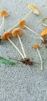 Image result for Marasmius opacus