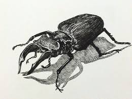 Black And White Insect Drawings Pin On Imagery