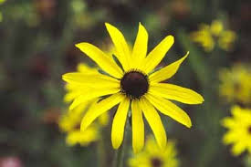 See full list on florgeous.com Annual Black Eyed Susan Gloriosa Daisy Annual Flower Howstuffworks