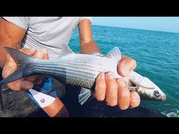 La Peche En Mer Avec Du Pain Canne Fixa Pecher En Mer Videos De Peche Youtube