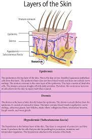 7 Facts About The Integumentary System Every Nursing Student Should Know Nursecepts Skin Anatomy Integumentary System Human Anatomy And Physiology