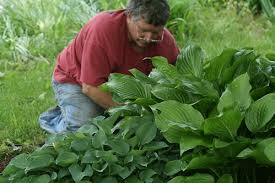 Amazon.Com: Easy To Grow Hosta 'Bumper Crop Mix' Plant Bareroots (10 Pack)  - Mixed Colors For Planting In Shade Gardens : Baby