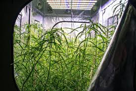 Image result for Aeschynomene afraspera