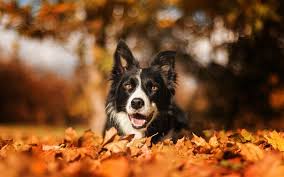 We did not find results for: Download Wallpapers Border Collie Bokeh Cute Animals Autumn Black Border Collie Dogs Pets Border Collie Dog For Desktop Free Pictures For Desktop Free