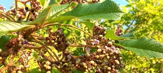 Image result for Vitex madiensis