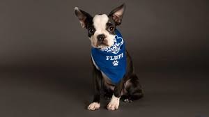 2021 Mvp Named In Puppy Bowl Xvii Checkrss Global Best News