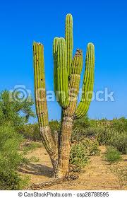 Son decorativos, fáciles y bonitos de tratar, ellas forman parte de las familias cactáceas. Cactus De Cardon Cactus Cardon Grande O Cactus Pachycereus Pringlei En Un Paisaje Desierto En El Cielo Azul Baja California Canstock