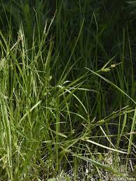 Image result for Carex cognata