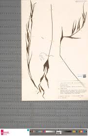 Image result for Agelanthus myrsinifolius