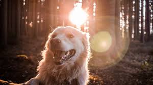 Being a large breed dog, golden retriever puppies have very specific nutritional needs. 5 Best Dog Foods For Golden Retrievers In 2021 Cyberpet