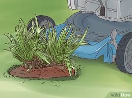 Mondo grass, dwarf lilyturf, dwarf mondo grass, japanese lilyturf. How To Plant Mondo Grass 12 Steps With Pictures Wikihow