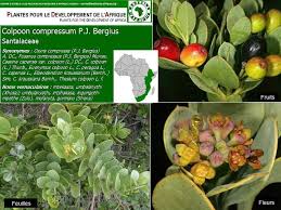 Image result for Osyris compressa