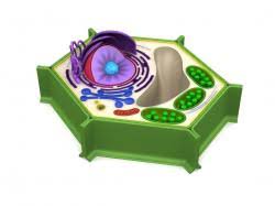 Opinions expressed in comments to this blog are not necessarily endorsed by the author. Plant Cell Model Using Household Items Stlfinder