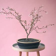 You can follow all of our bonsai trees for sale online, on our instagram page where we usually list the trees before they go for sale. Amazon Is Selling A Diy Grow Your Own Cherry Blossom Bonsai Tree Kit For 13 Bonsai Tree Kit