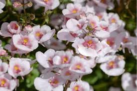 Image result for Diascia