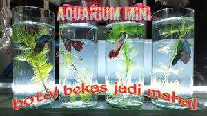 Cara membuat aquarium dari botol bekas. Aquarium Dari Botol Kaca Bekas Cupang Youtube