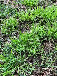 Enough water helps grass survive the drought that's common during summer, while grub control prevents root damage that usually kills grass quickly. Need Help With St Augustine Lawn The Lawn Forum