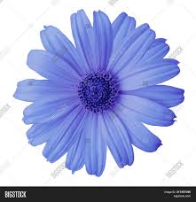 Blue Daisy Flower On Image Photo Free Trial Bigstock