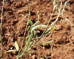 Image result for Zornia glochidiata