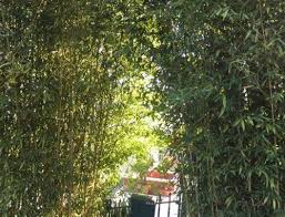 These prized, aromatic mediterranean natives are frequently planted in western. Block Unsightly Views Evergreen Screening Plant Solutions