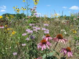 Native plants provide shelter and food for pollinators, require less watering and maintenance and add lasting color to any garden. Where To Buy Native Plants Hamilton County Soil And Water Conservation District