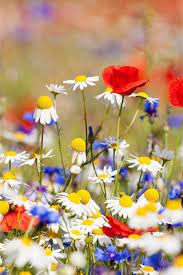 We did not find results for: Wallpaper Flowers Field White Chamomile Red And Blue Flowers 2560x1600 Hd Picture Image