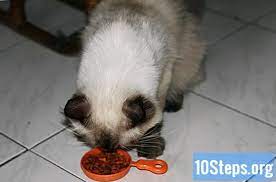 Perut kucing yang membuncit, mengindikasikan adanya penumpukan jumlah cacing pada bagian perut. 3 Cara Merawat Kucing Yang Sakit Ensiklopedia 2021