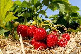 Place them just deep enough into the soil to cover the roots with about 1/4 inch (6 mm.), leaving the crowns exposed. Planting Growing Strawberries How To Plant A Strawberry Patch