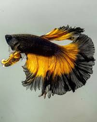 Depend on the individual betta, and its mood. Garnelio De On Instagram Halfmoon Bumblebee Betta Betta Bettafish Bettaspl Tropical Fish Aquarium Tropical Fish Pictures Freshwater Aquarium Fish