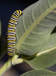 Image result for Asclepias schumanniana