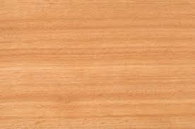 Image result for Brachystegia manga