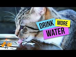 I would find a healthier canned food and perhaps serve it with a little water mixed in. 10 Ways To Guarantee Your Cat Will Drink More Water Our Pets Health