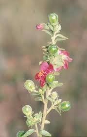 Image result for Abutilon longicuspe