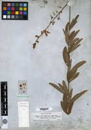 Image result for Desmodium psilocarpum