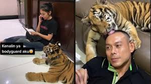 In spite of these efforts children's social and cultural backgrounds still affect their study progress. Keluarga Ini Pelihara Harimau Di Rumah Bak Kucing Ini 6 Video Viral Kesehariannya Hot Liputan6 Com