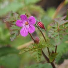 🌿🌿Freaky Flora...