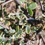 Image result for Cadaba farinosa