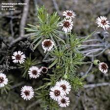 Image result for Monadenium filiforme