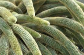 Yummy cactus is on facebook. Tentacles Of The Needlemonster Cactus Plants Cactus Plants